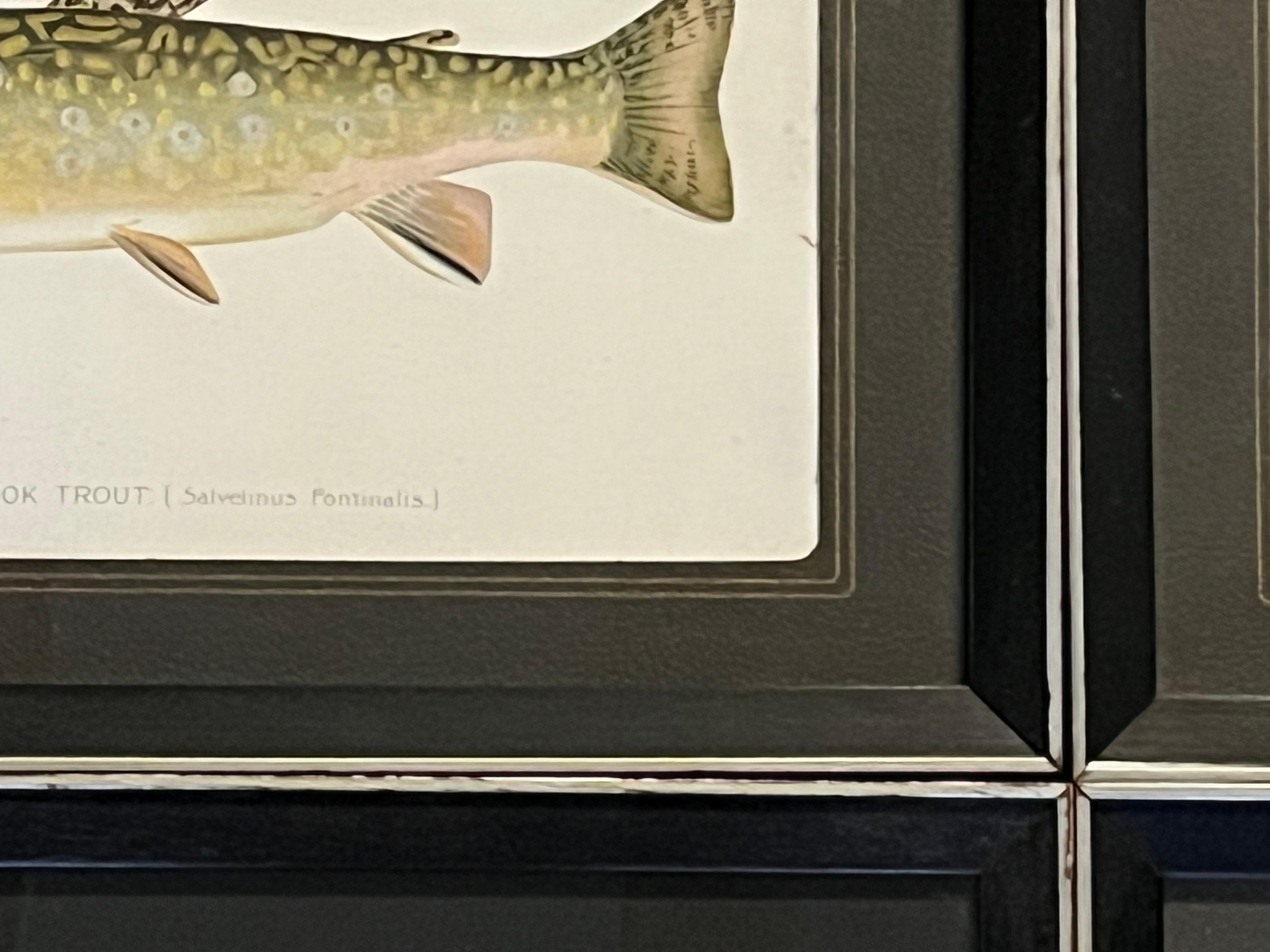20th Century Set of 4 Fish Prints by S.F. Denton