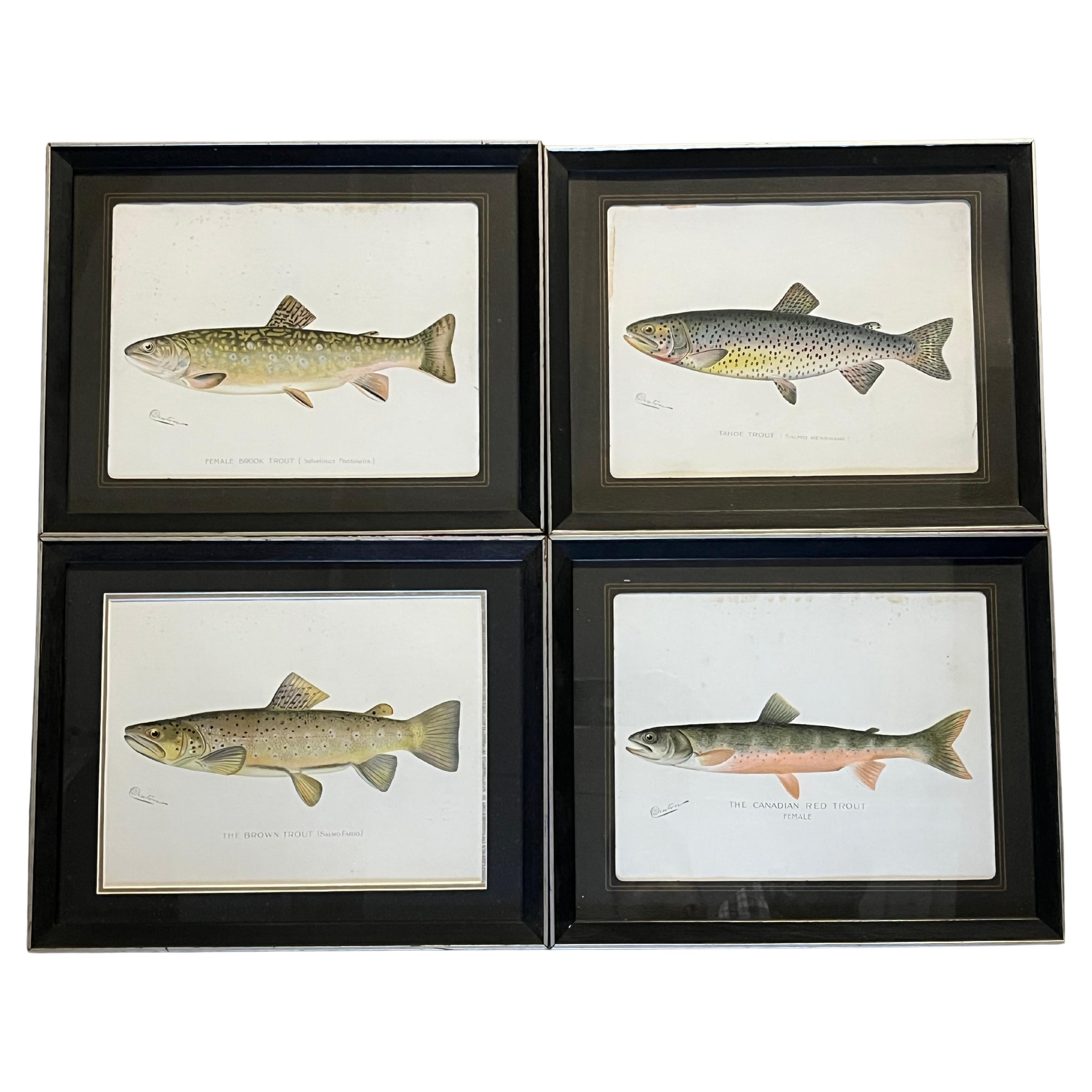 Set of 4 Fish Prints by S.F. Denton