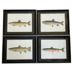 Used Set of 4 Fish Prints by S.F. Denton