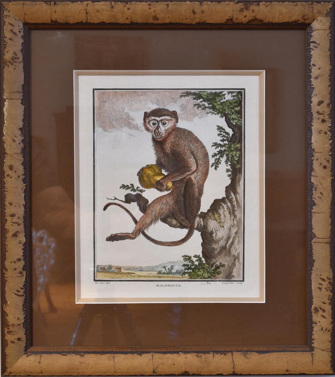 A set of (4) four very fine hand-colored copper plate engravings on handmade rag of monkeys by Naturalist George Leclerc Compte de Buffon (1749-1761): Malbrouck, Patas a Bandeau Noir, La Mone (Mona Monkey), and Mandrille. Exquisitely framed in