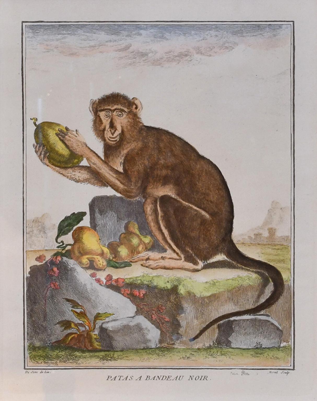 Français Ensemble de 4 gravures de singes du 18e siècle colorées à la main encadrées par G. Buffon en vente