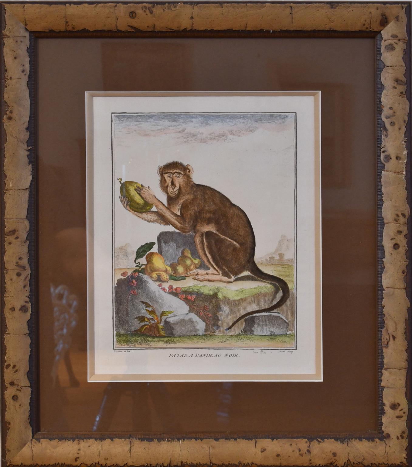 Set von 4 gerahmten, handkolorierten Gravuren von Affen von G. Buffon aus dem 18. Jahrhundert (Handbemalt) im Angebot