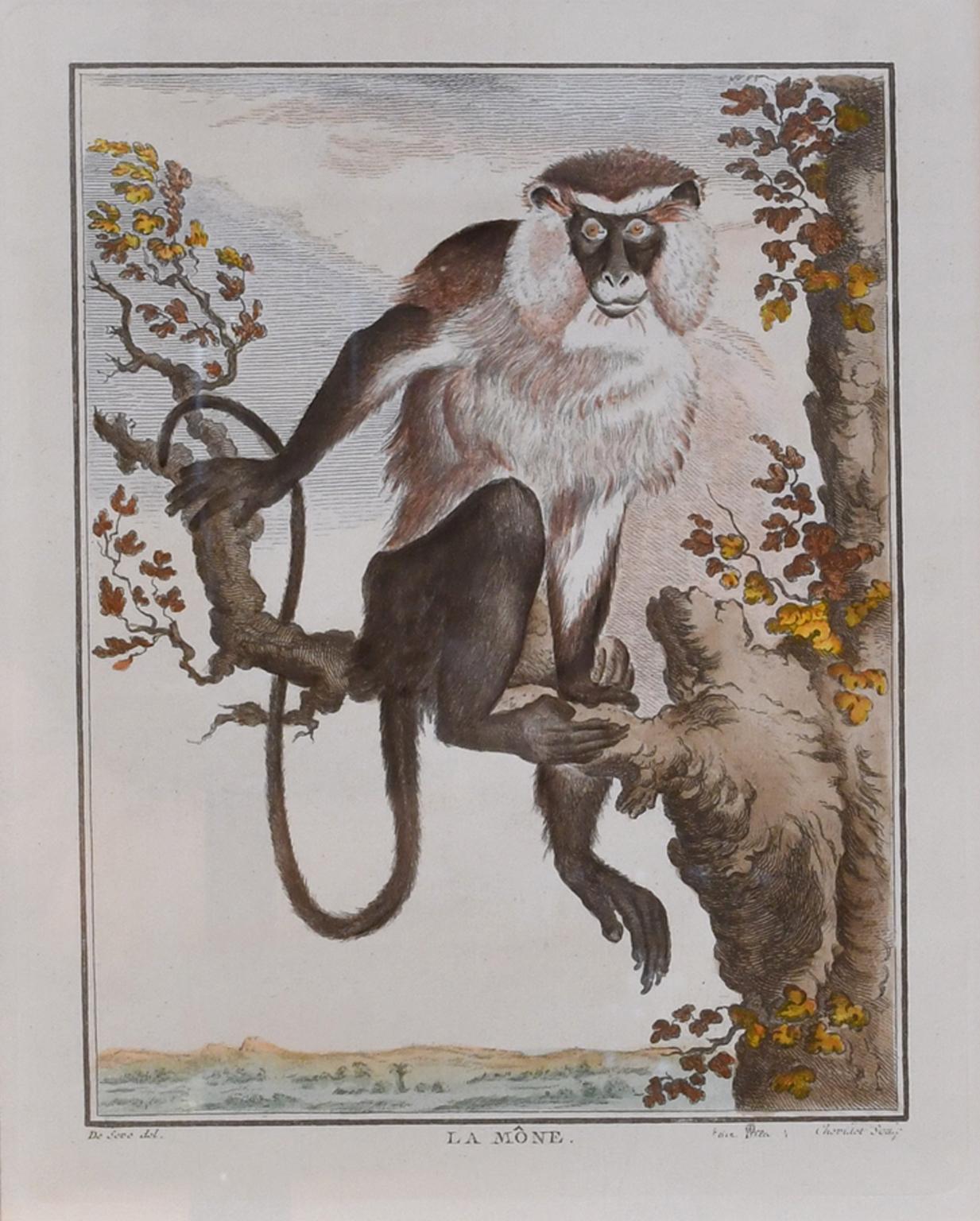 Louis XV Set of 4 Framed 18th Century Hand-Colored Engravings of Monkeys by G. Buffon For Sale