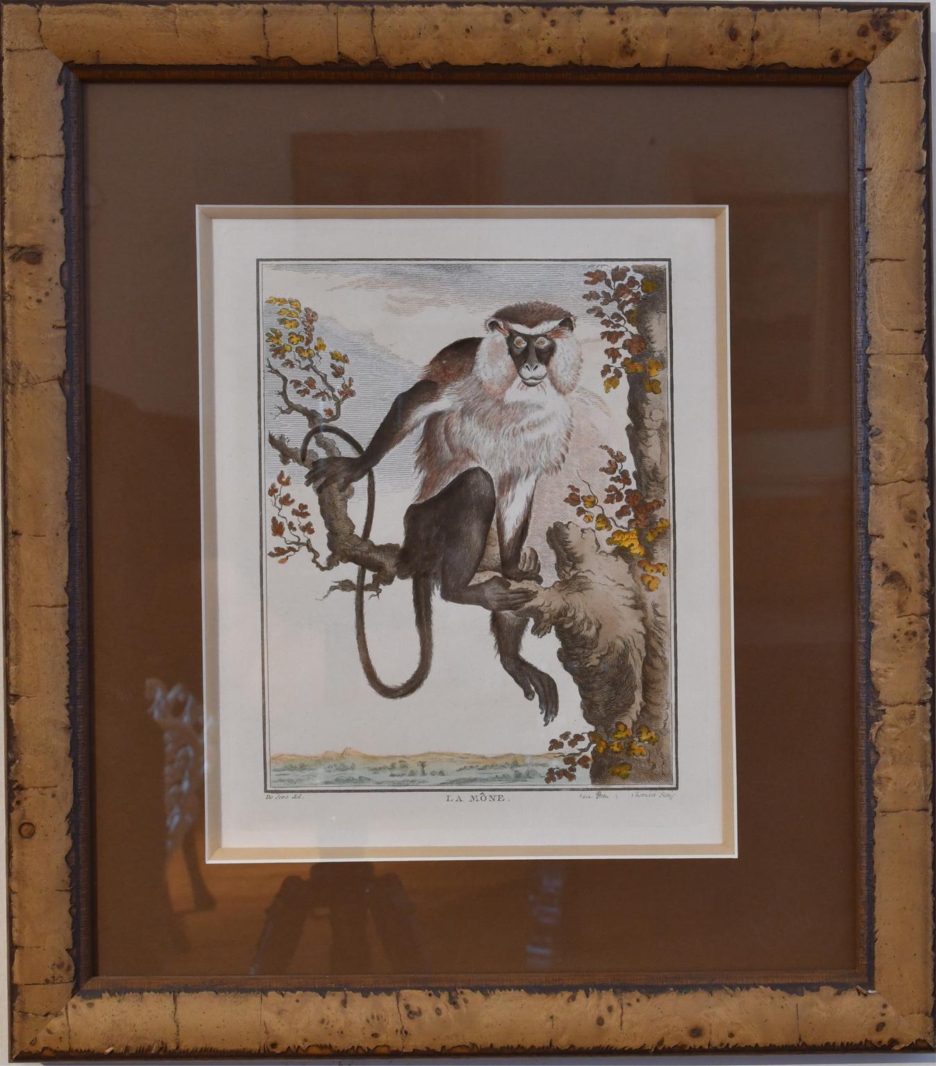 Milieu du XVIIIe siècle Ensemble de 4 gravures de singes du 18e siècle colorées à la main encadrées par G. Buffon en vente