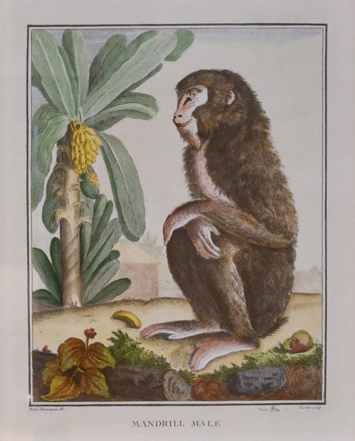Bois Ensemble de 4 gravures de singes du 18e siècle colorées à la main encadrées par G. Buffon en vente