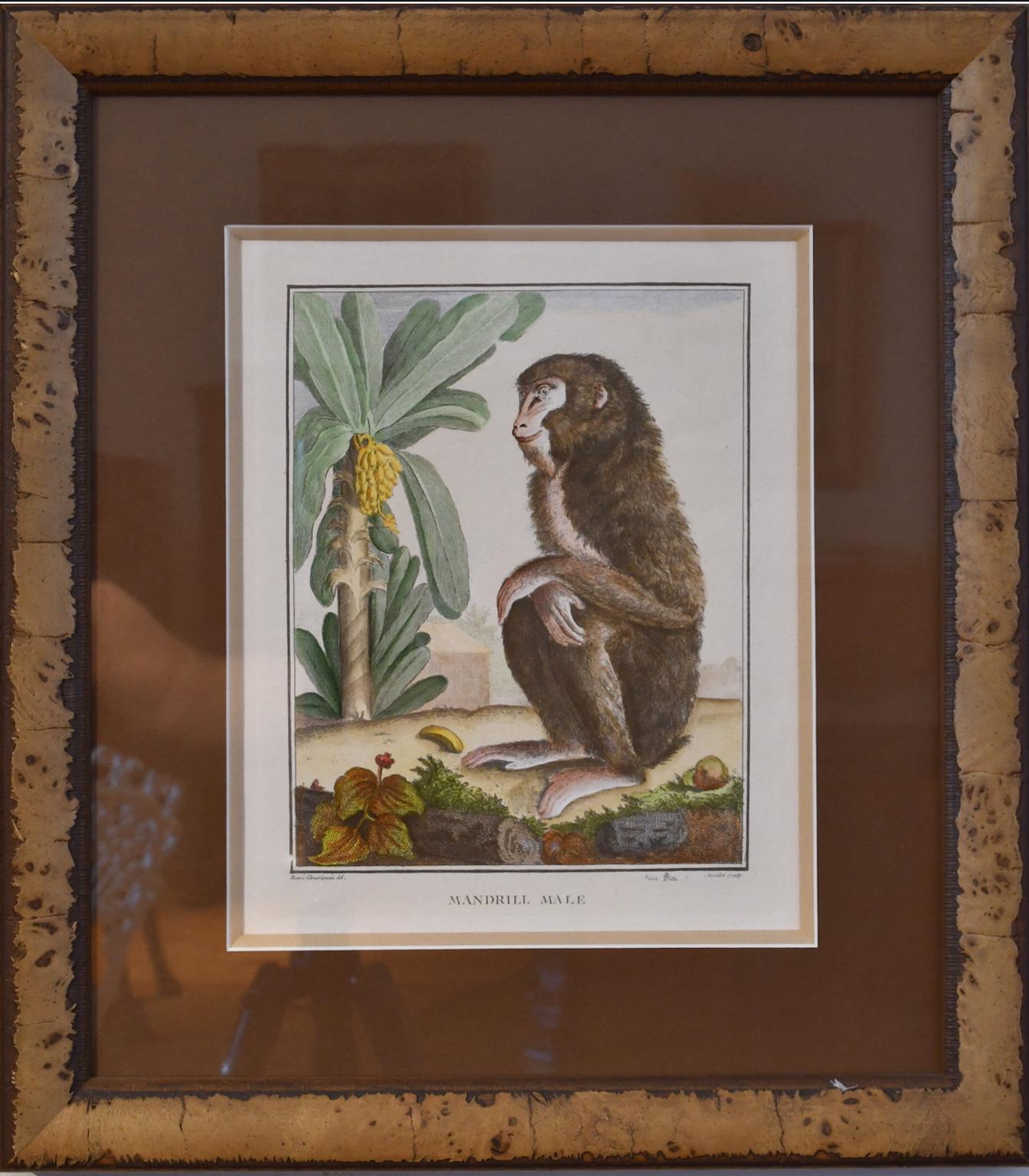 Ensemble de 4 gravures de singes du 18e siècle colorées à la main encadrées par G. Buffon en vente 1