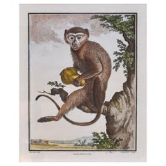 Set of 4 Framed 18th Century Hand-Colored Engravings of Monkeys by G. Buffon