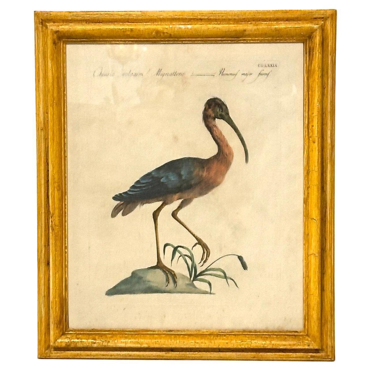 Ensemble de 4, italien, vers 1750, frappe originale, gravures aviaires colorées à la main tirées de l'Histoire naturelle des oiseaux de Saverio Manetti. Imprimées sur papier vergé, avec passe-partout, dans des cadres peints postérieurs.
Saverio