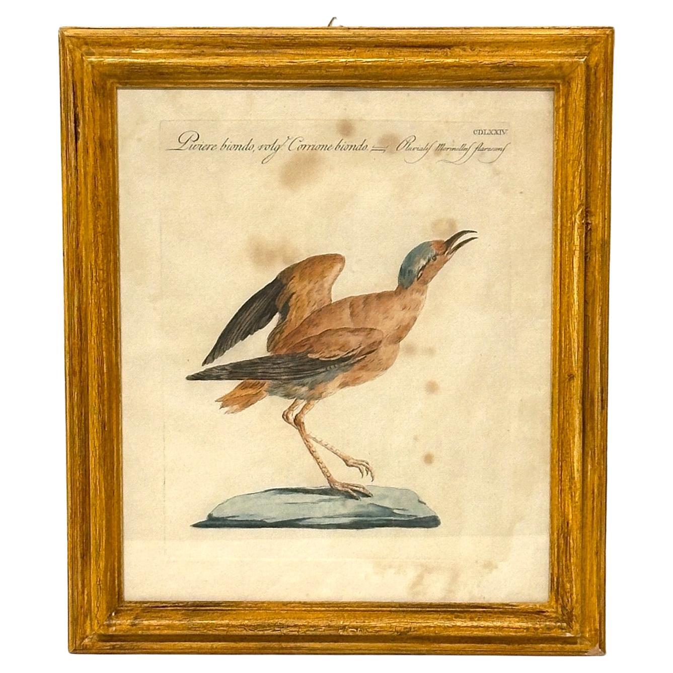 Peint à la main Ensemble de 4 gravures aériennes anciennes peintes à la main encadrées par Saverio Manetti en vente