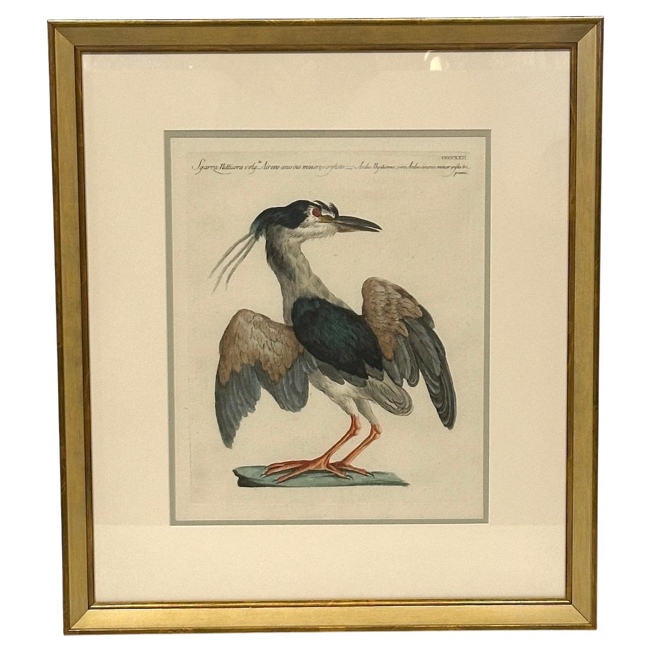 Ensemble de 4, italien, vers 1750, frappe originale, gravures aviaires colorées à la main tirées de l'Histoire naturelle des oiseaux de Saverio Manetti. Imprimé sur papier vergé.  Nouveaux doubles passe-partout personnalisés dans des cadres peints