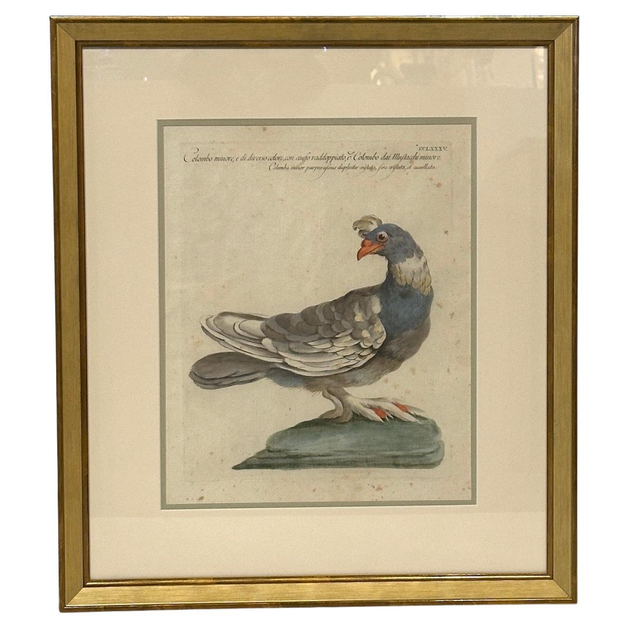 Peint à la main Ensemble de 4 gravures anciennes peintes à la main encadrées par Saverio Manetti en vente