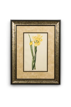 Set of 4 French Victorian colored prints Iris Flower Prints