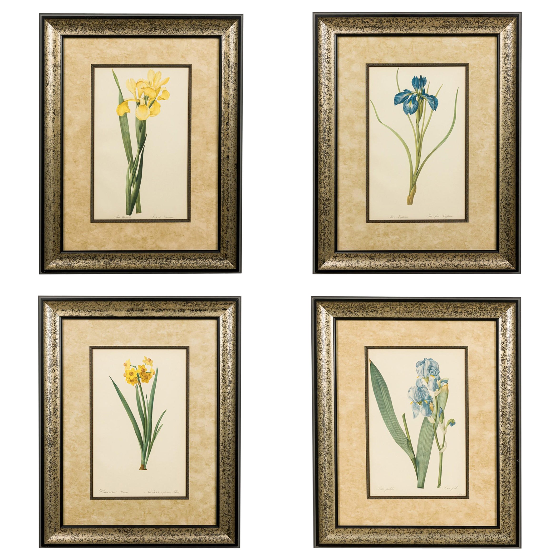 Ensemble de 4 estampes colorées de style victorien français, imprimées de fleurs d' iris