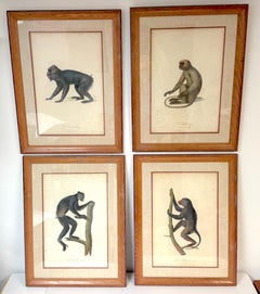 Set of 4 Hand-Colored French Primate Engravings by Jean-Baptiste Audebert