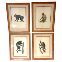 Set of 4 Hand-Colored French Primate Engravings by Jean-Baptiste Audebert