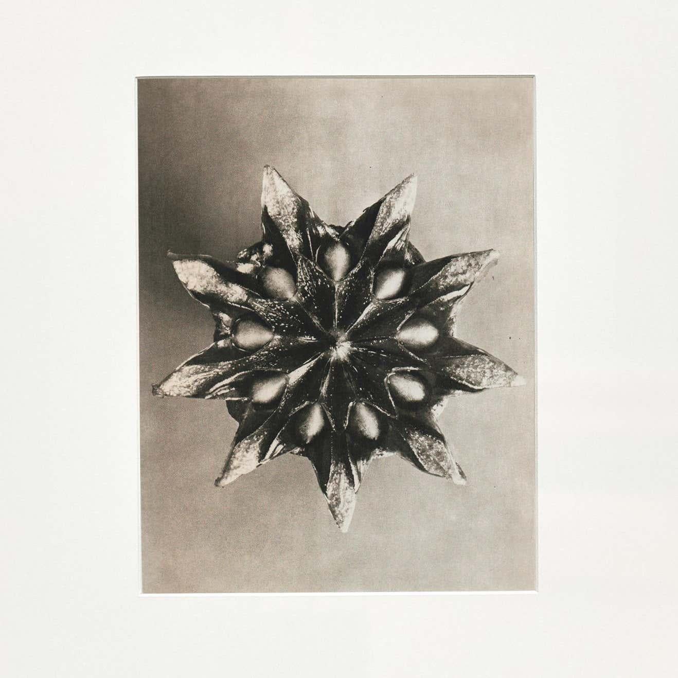 Set of 4 Karl Blossfeldt Black White Flower Photogravure Botanic Photography For Sale 3