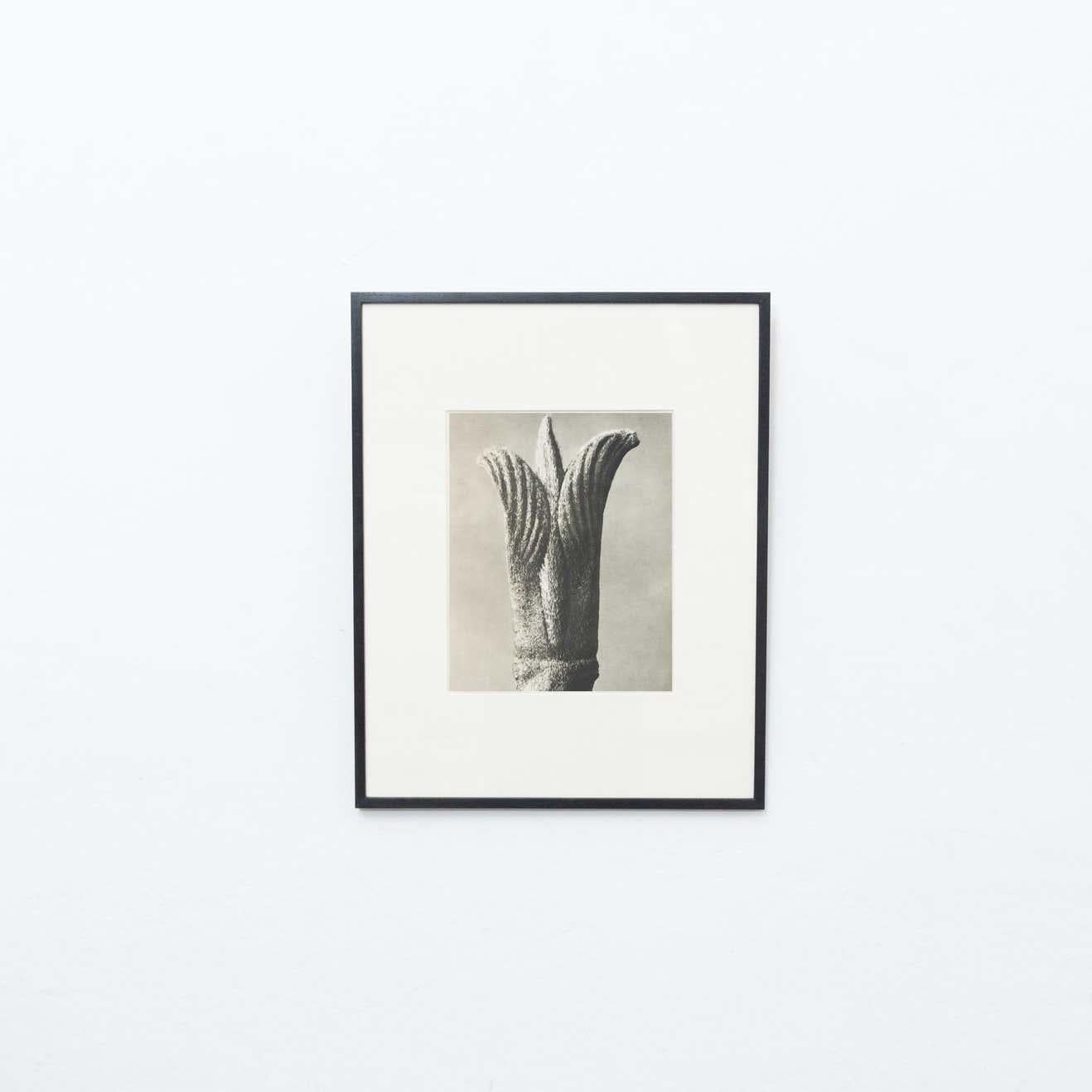 Set of 4 Karl Blossfeldt Black White Flower Photogravure Botanic Photography For Sale 4