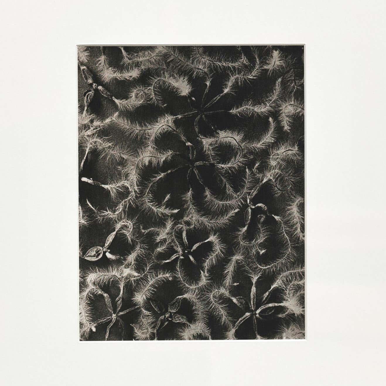 Set of 4 Karl Blossfeldt Black White Flower Photogravure Botanic Photography For Sale 4