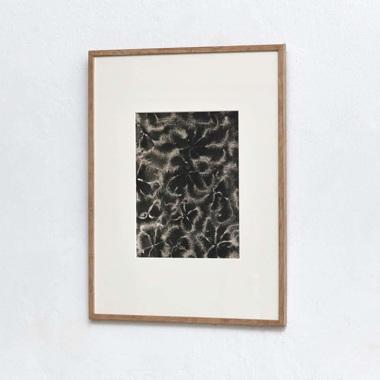 Set of 4 Karl Blossfeldt Black White Flower Photogravure Botanic Photography For Sale 5