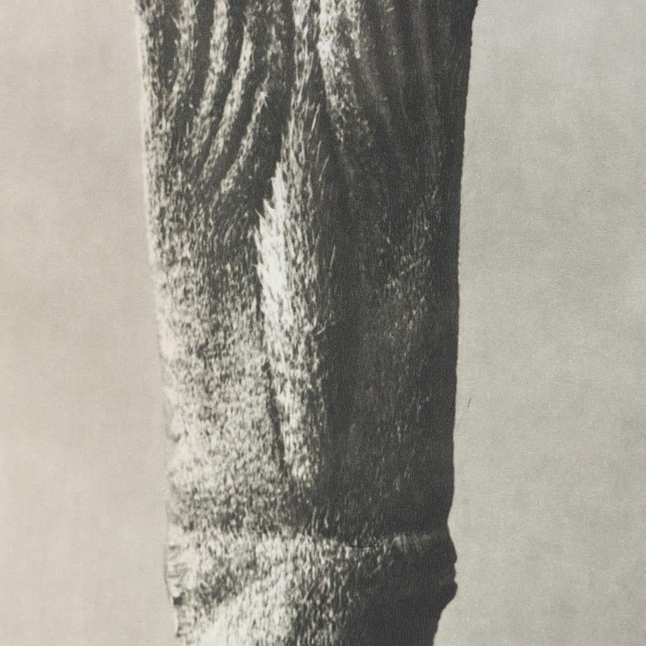 Lote de 4 Karl Blossfeldt Fotograbado blanco negro de flores Fotografía botánica en venta 7