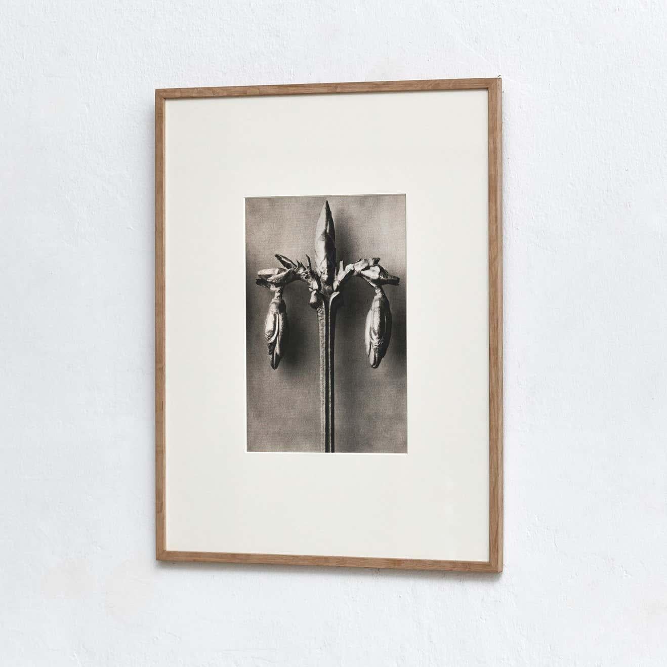 Set of 4 Karl Blossfeldt Black White Flower Photogravure Botanic Photography For Sale 8