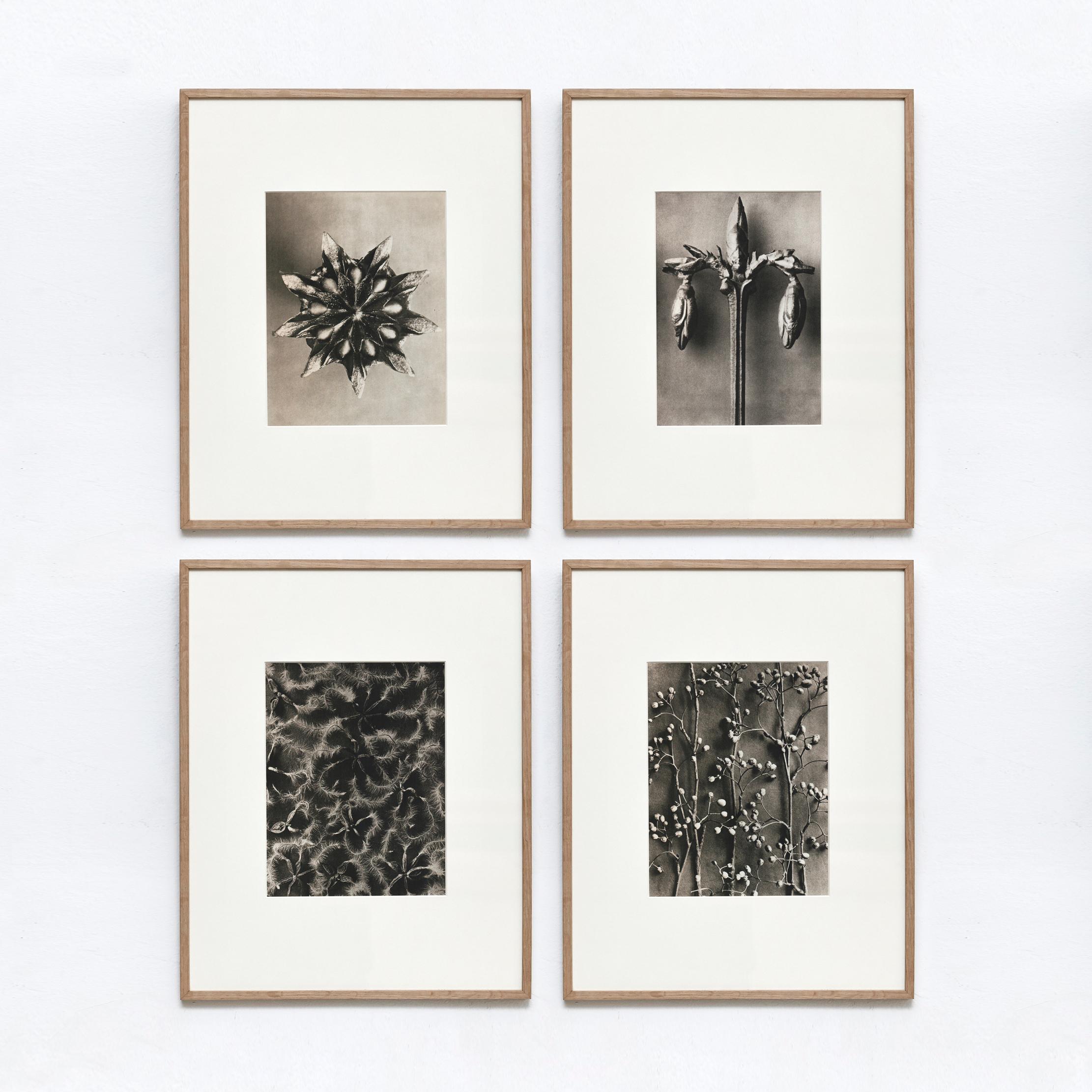 Set of 4 Karl Blossfeldt Black White Flower Photogravure Botanic Photography 9