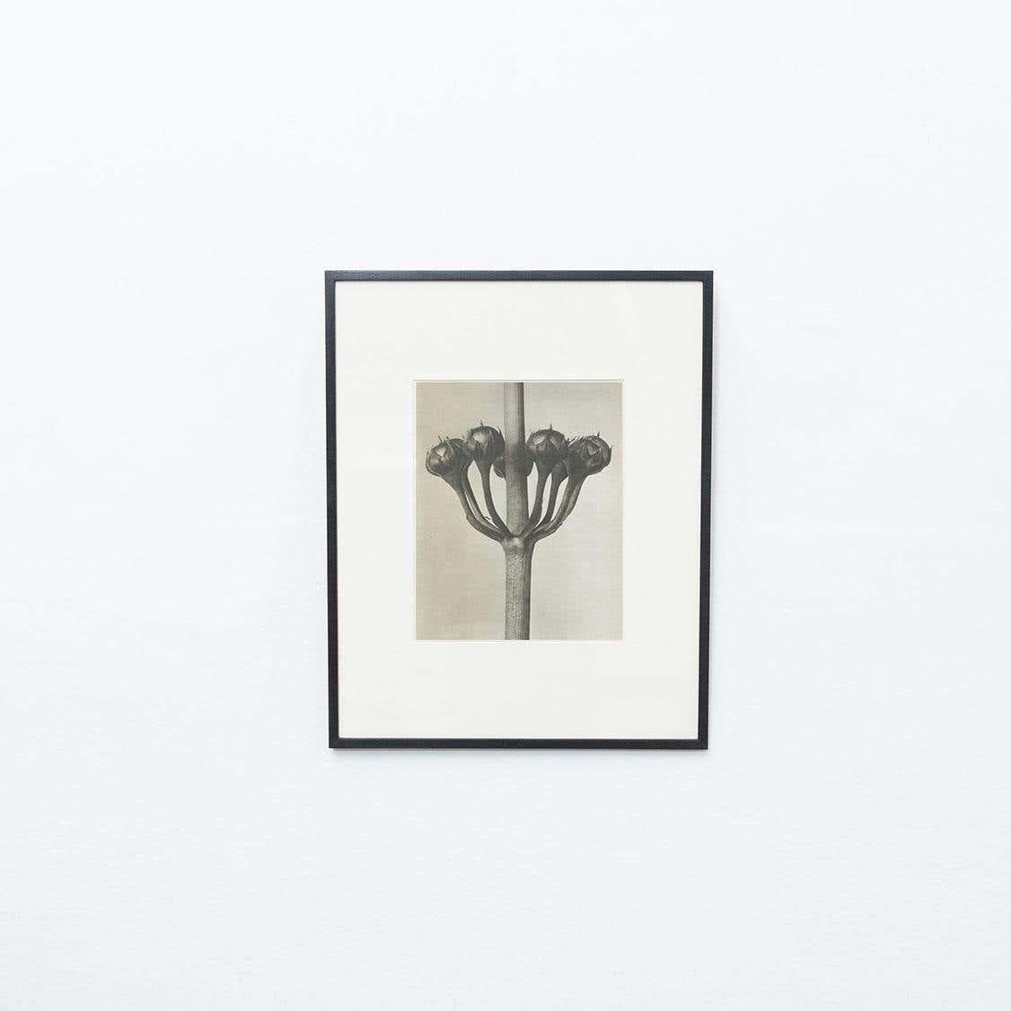 Set of 4 Karl Blossfeldt Black White Flower Photogravure Botanic Photography For Sale 9