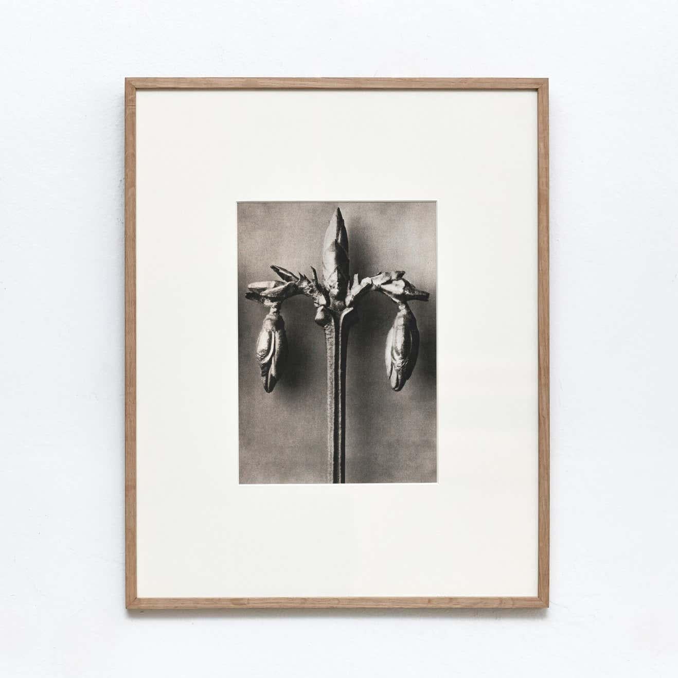 Set of 4 Karl Blossfeldt Black White Flower Photogravure Botanic Photography For Sale 9