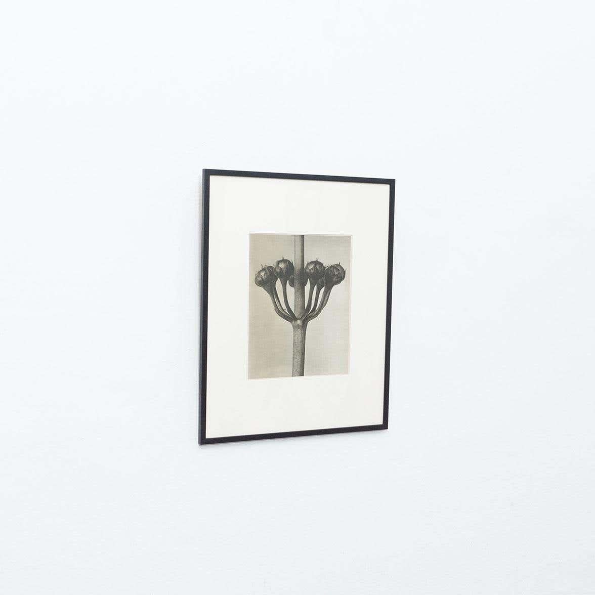 Set of 4 Karl Blossfeldt Black White Flower Photogravure Botanic Photography For Sale 10