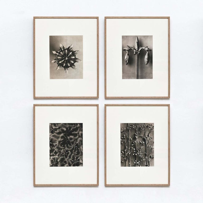 Set of 4 Karl Blossfeldt Black White Flower Photogravure Botanic Photography For Sale 10