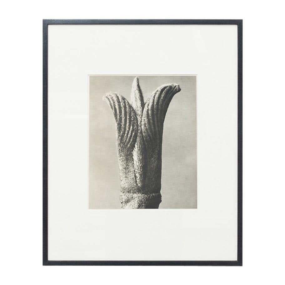 Karl Blossfeldt set of 4 from Photogravures from the edition of the book 'Wunder in der Natur' in 1942.

In original condition, with minor wear consistent with age and use, preserving a beautiful patina.

Karl Blossfeldt (June 13, 1865-December