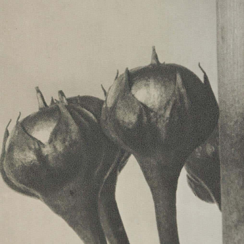 Set of 4 Karl Blossfeldt Black White Flower Photogravure Botanic Photography For Sale 13