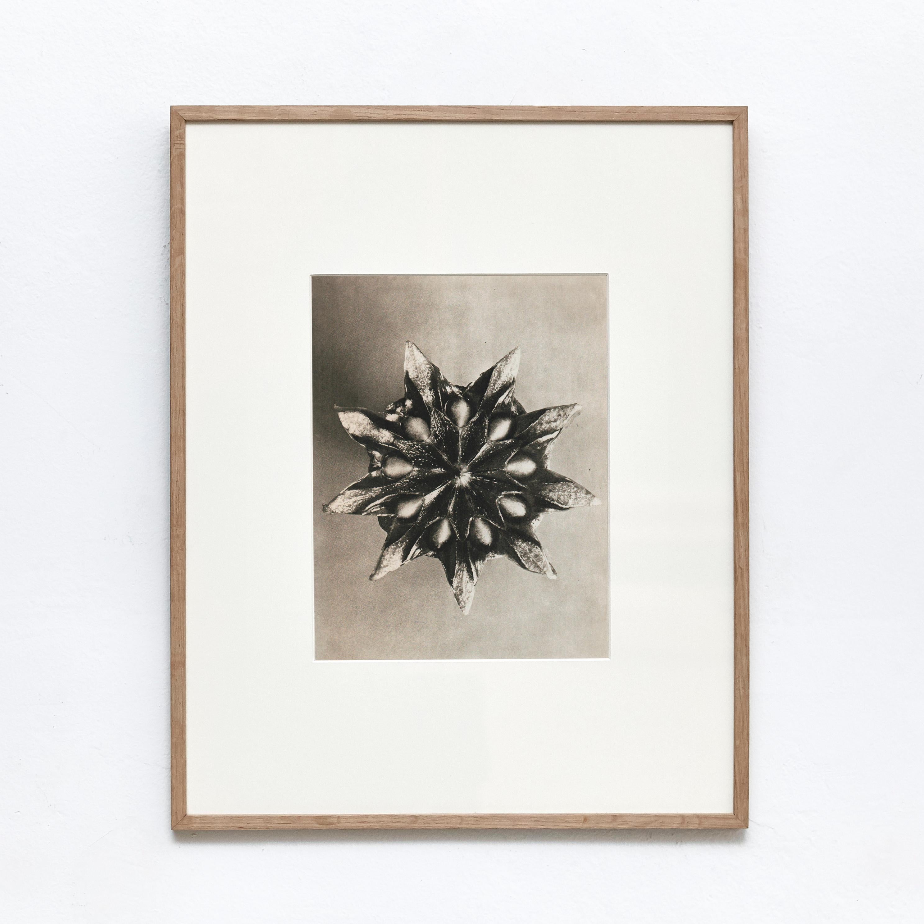 Mid-Century Modern Set of 4 Karl Blossfeldt Black White Flower Photogravure Botanic Photography