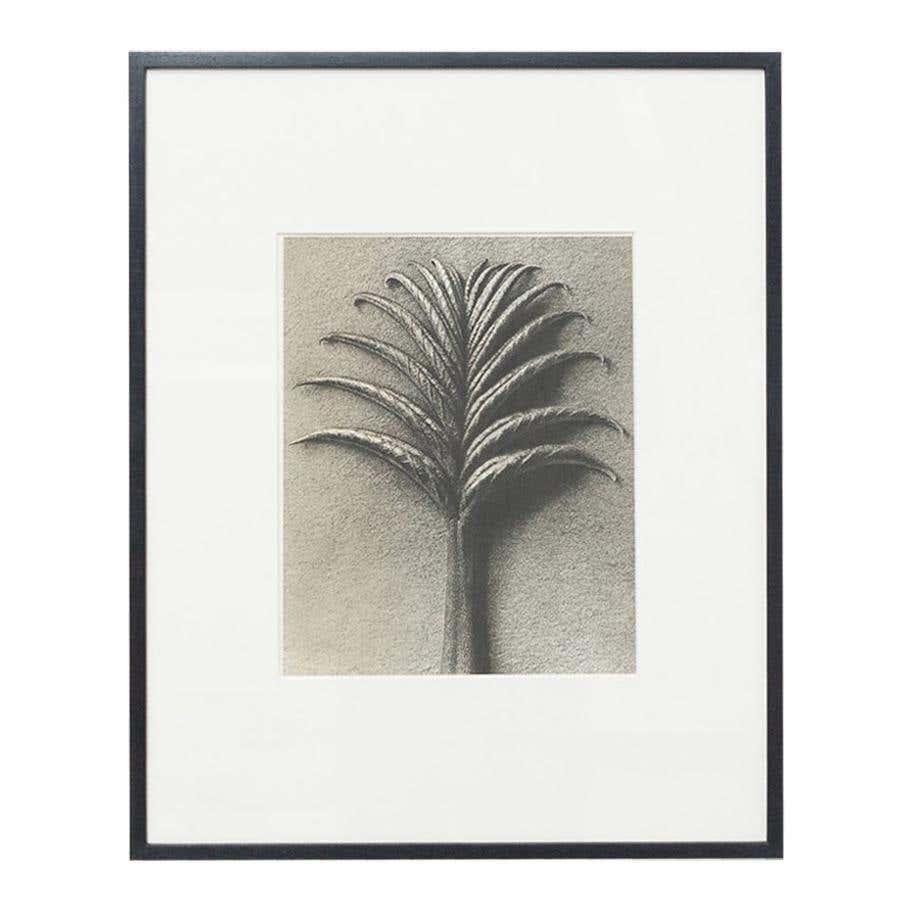 Mid-Century Modern Set of 4 Karl Blossfeldt Black White Flower Photogravure Botanic Photography For Sale