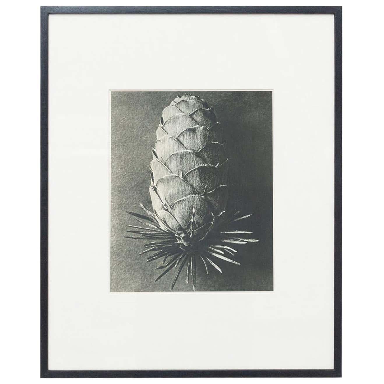 Spanish Set of 4 Karl Blossfeldt Black White Flower Photogravure Botanic Photography For Sale
