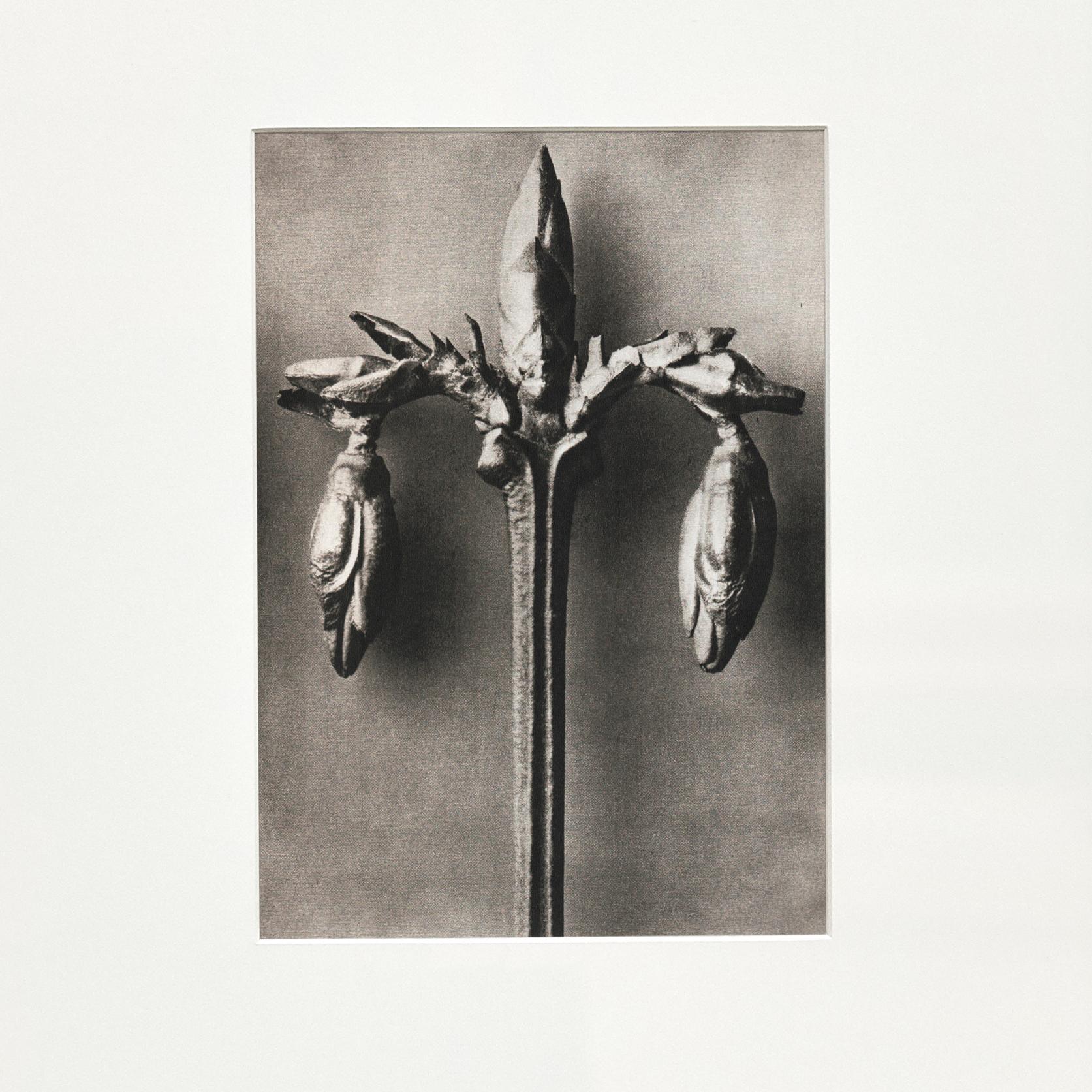 Mid-20th Century Set of 4 Karl Blossfeldt Black White Flower Photogravure Botanic Photography