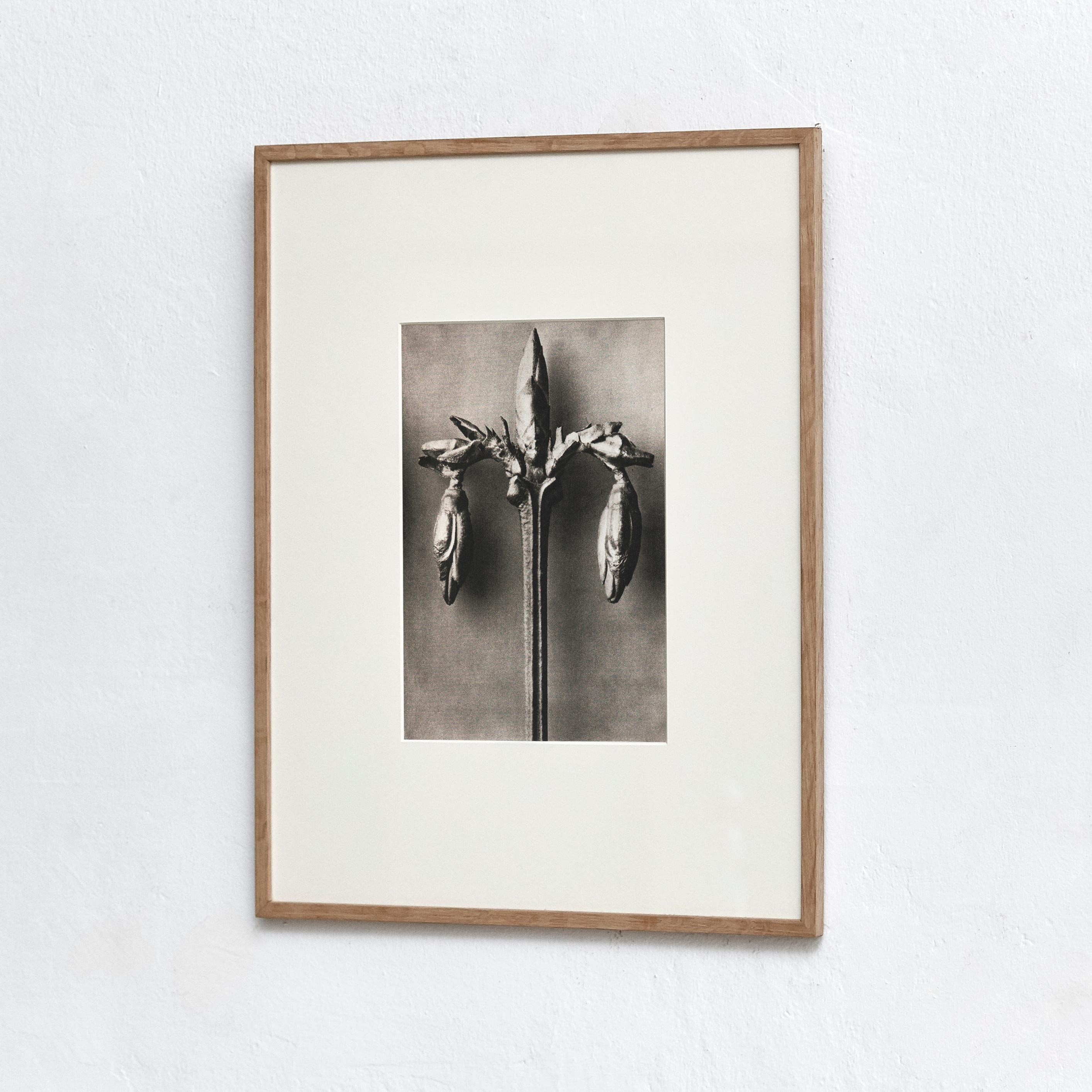 Paper Set of 4 Karl Blossfeldt Black White Flower Photogravure Botanic Photography