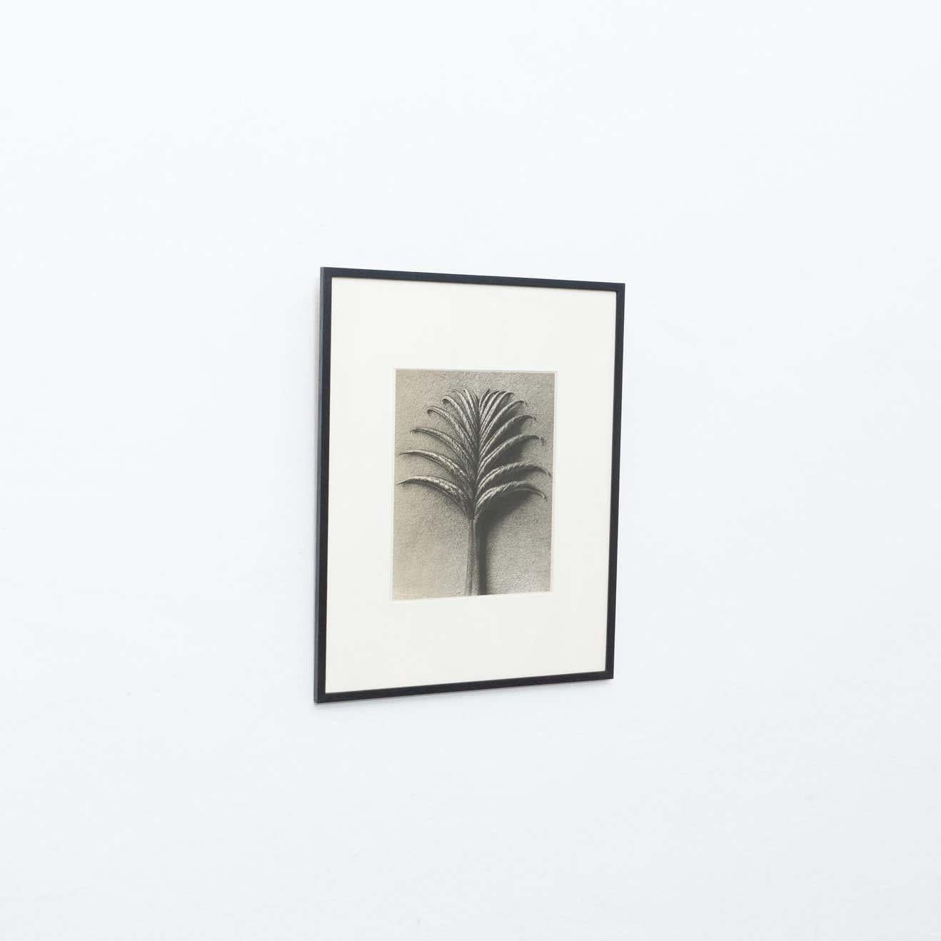 Paper Set of 4 Karl Blossfeldt Black White Flower Photogravure Botanic Photography For Sale