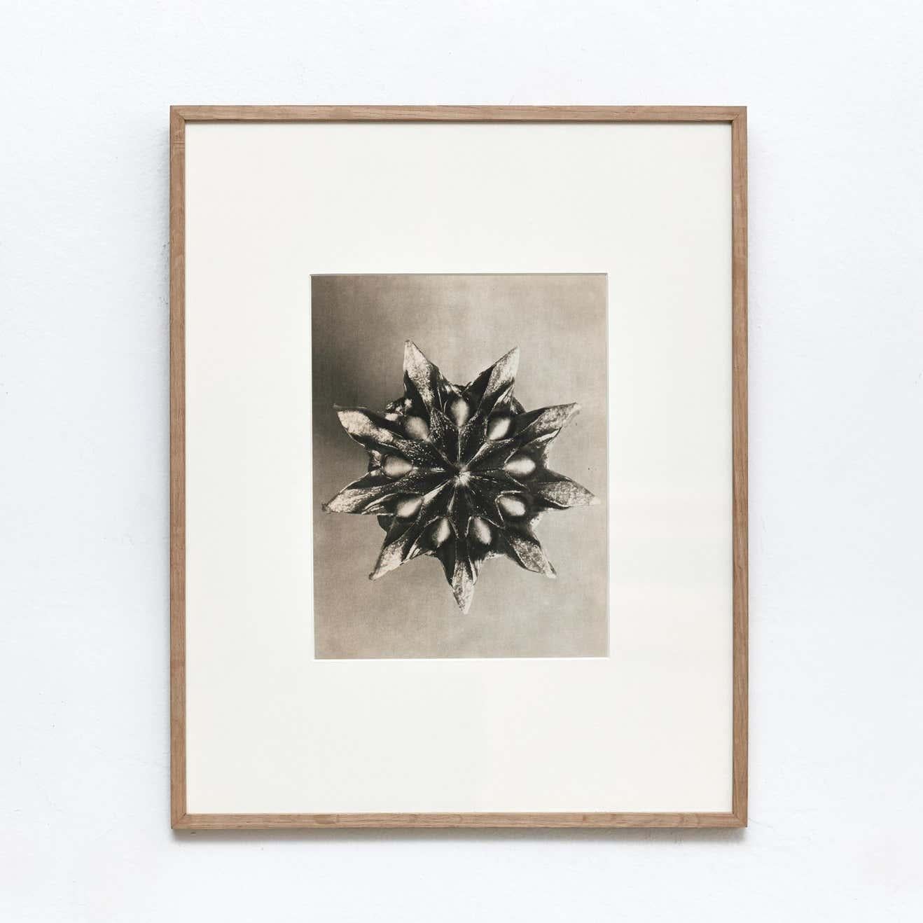 Set of 4 Karl Blossfeldt Black White Flower Photogravure Botanic Photography For Sale 2