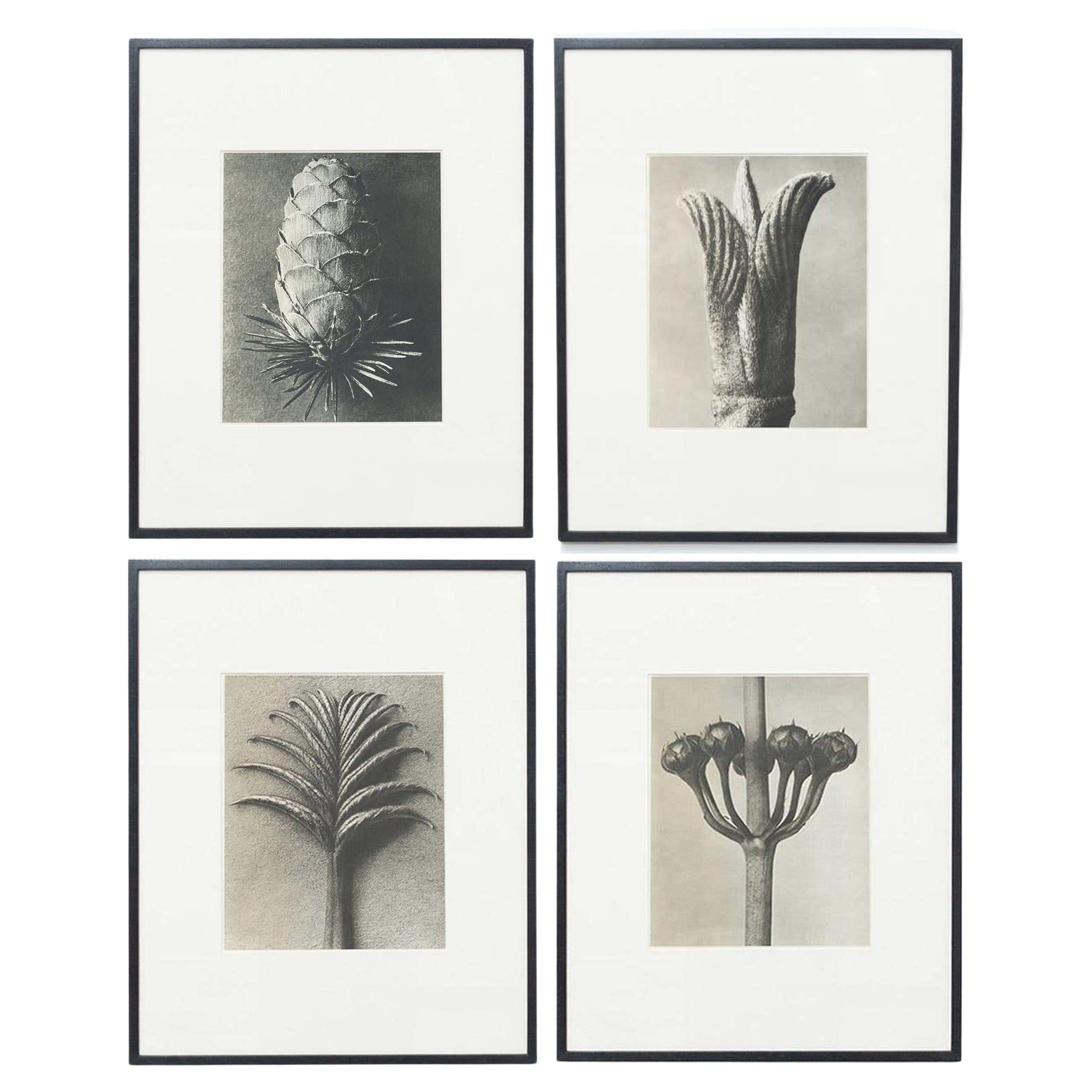 Set of 4 Karl Blossfeldt Black White Flower Photogravure Botanic Photography For Sale