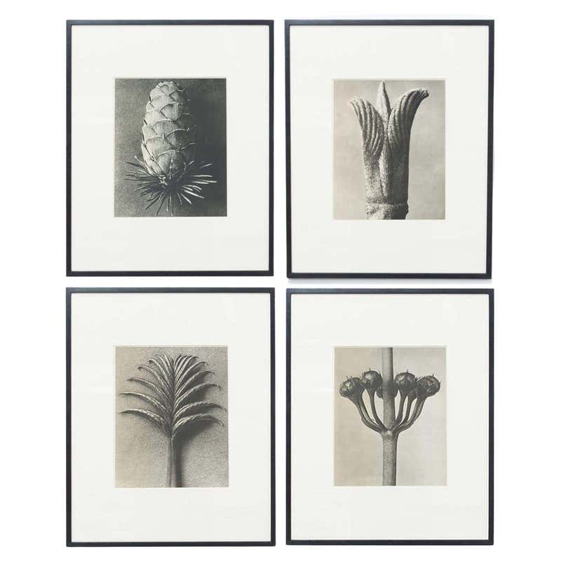 Group Of Four Karl Blossfeldt Botanical Prints At 1stDibs group-of-four-karl-blossfeldt-botanical-prints-at-1stdibs