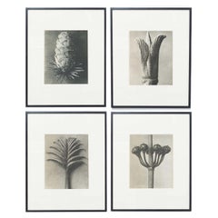 Set of 4 Karl Blossfeldt Black White Flower Photogravure Botanic Photography