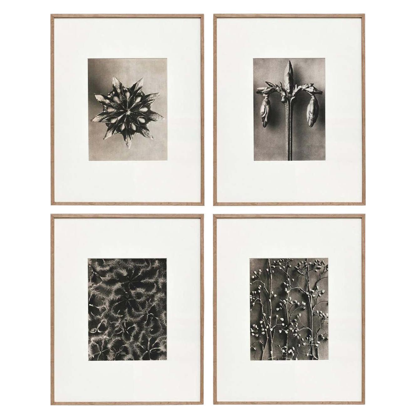 Ensemble de 4 photographies botaniques de fleurs noires et blanches en photogravure de Karl Blossfeldt