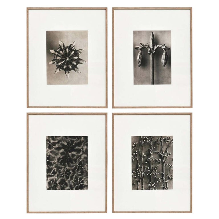 Set of 4 Karl Blossfeldt Black White Flower Photogravure Botanic Photography For Sale