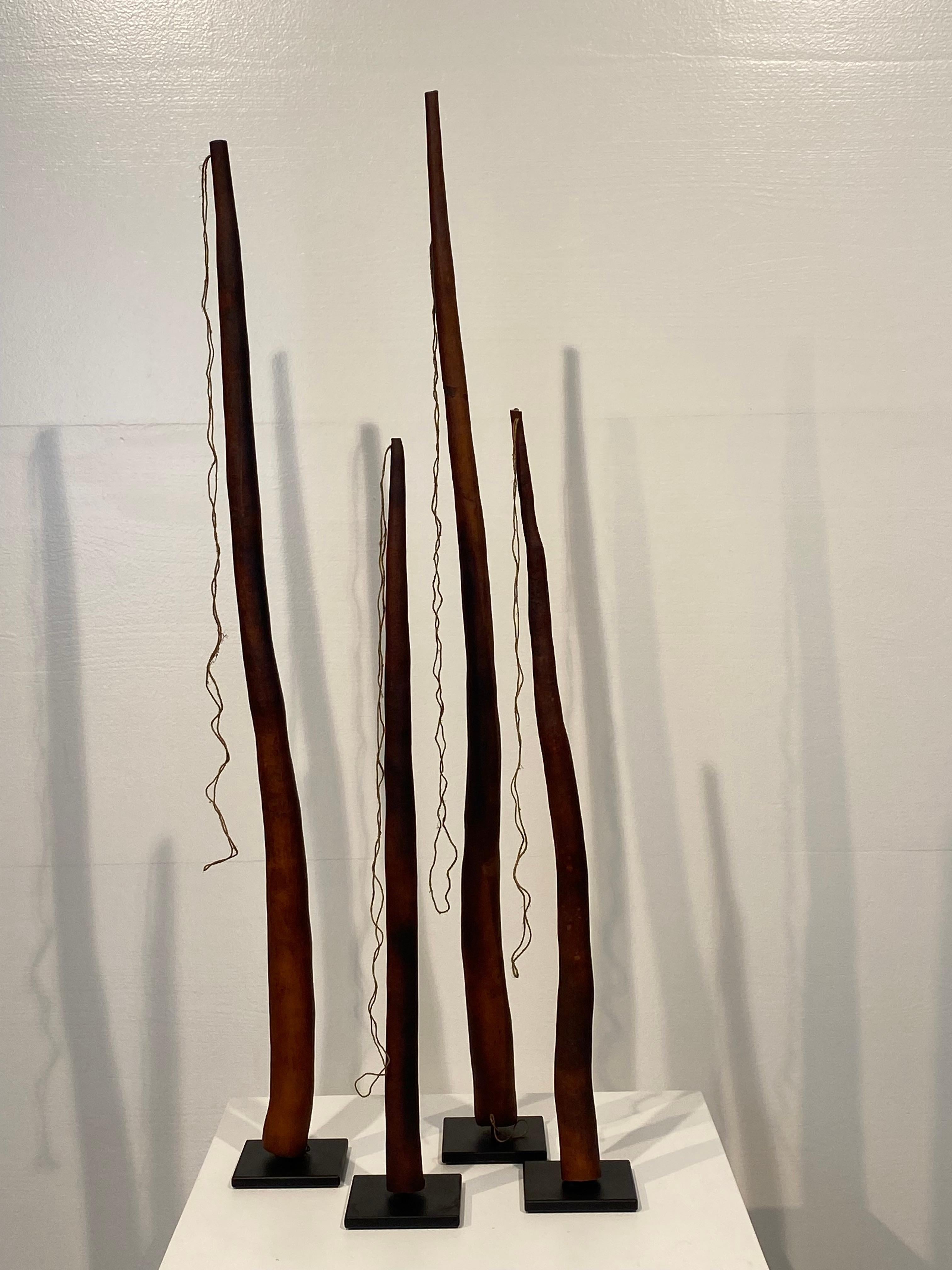 Una bella collezione di 4 autentiche Koteka, chiamate anche horim, zucca del pene.
è tradizionalmente indossato dai nativi maschi di alcuni gruppi etnici della Nuova Guinea per coprire il pene.
Questi koteka sono fatti di zucca essiccata; il koteka