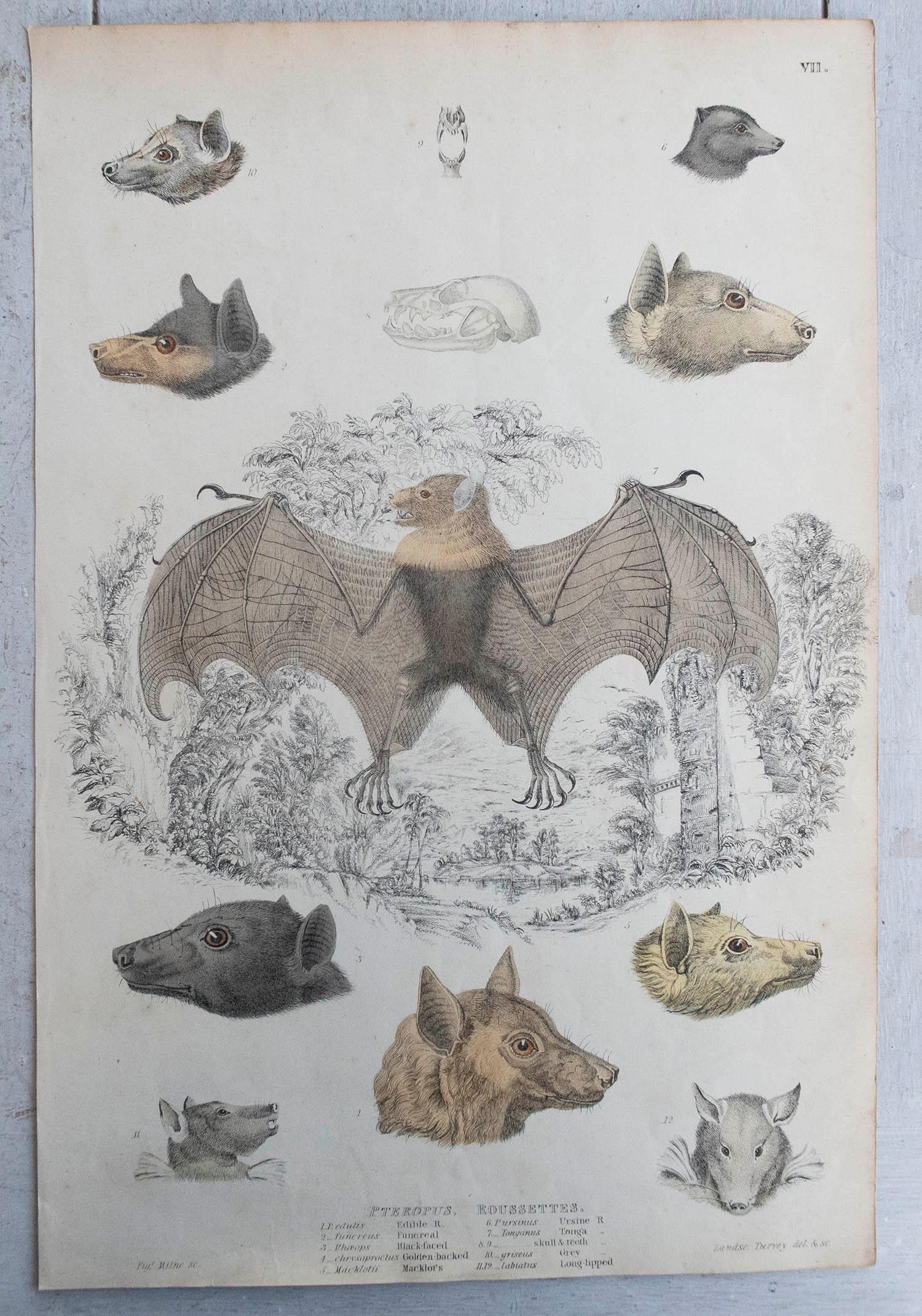 Great images of bats.

Unframed. It gives you the option of perhaps making a set up using your own choice of frames.

Lithographs after Cpt. Brown, Gilpin and Edwards with original hand color.

Published circa 1835

Free shipping.




