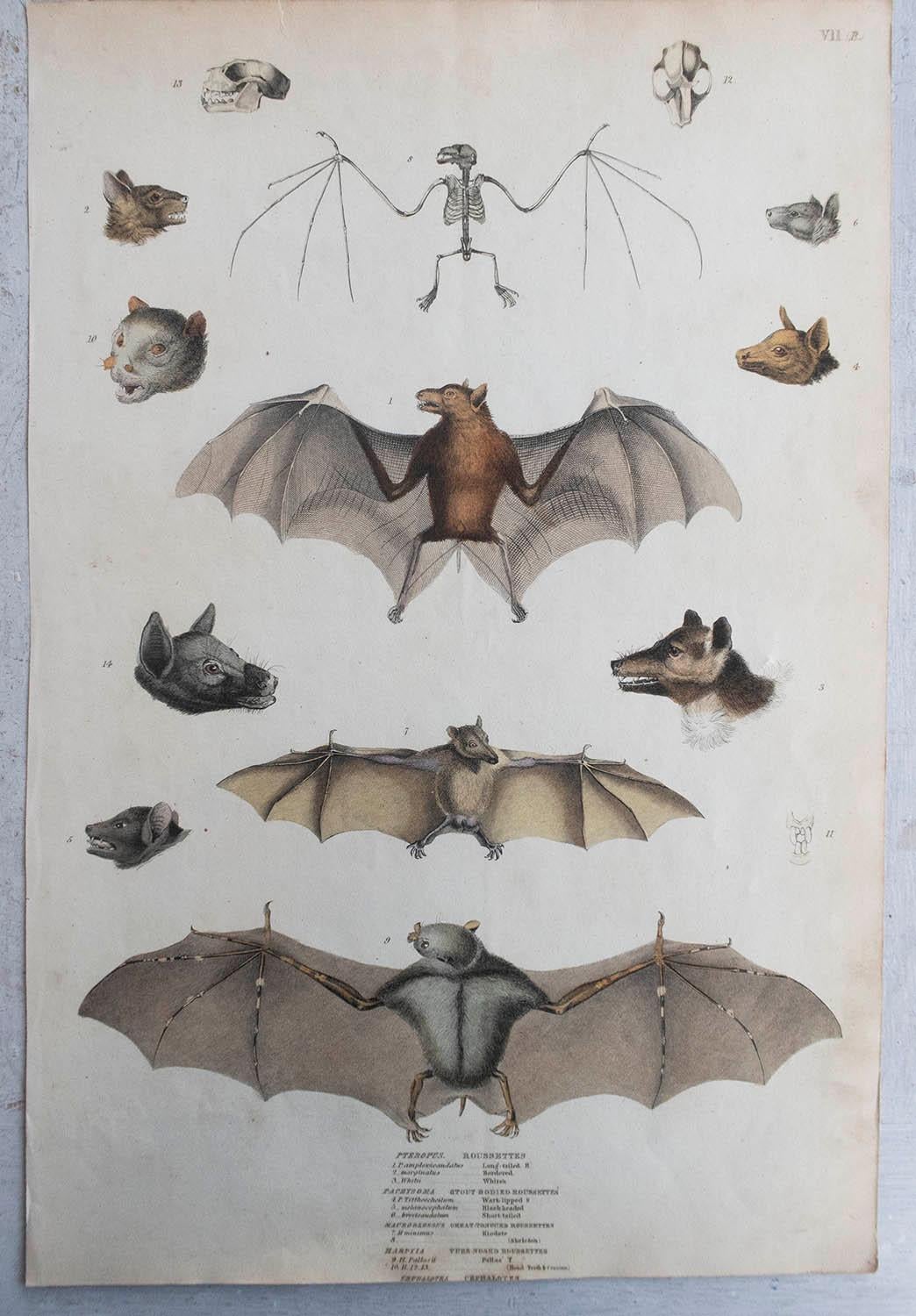 Folk Art Set of 4 Large Original Antique Natural History Prints, Bats, circa 1835