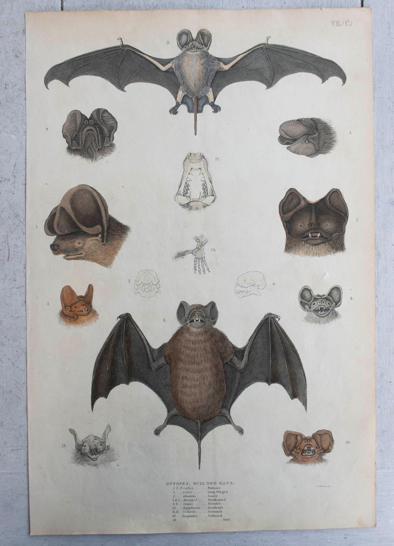 English Set of 4 Large Original Antique Natural History Prints, Bats, circa 1835