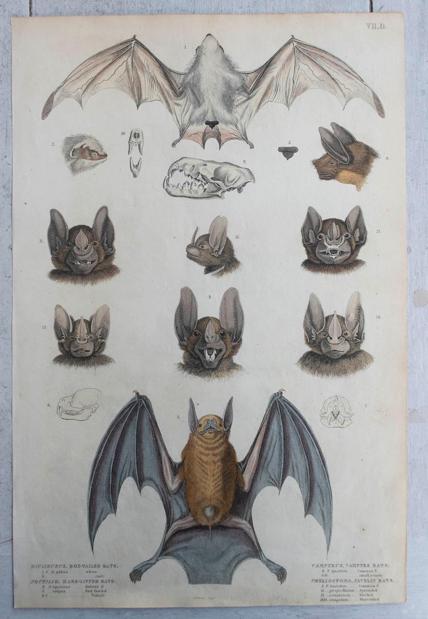 Other Set of 4 Large Original Antique Natural History Prints, Bats, circa 1835