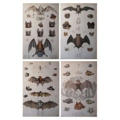 Set of 4 Large Original Antique Natural History Prints, Bats, circa 1835